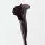 Calla Lily (Set of 12)
