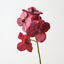 Vanda Orchid (Set of 6)