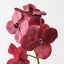 Vanda Orchid (Set of 6)