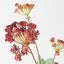 Angelica Spray (Set of 12)