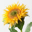 Sunflower (Set of 12)
