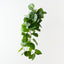 Anthurium Leaf Hanging Bush (Set of 6)