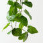 Anthurium Leaf Hanging Bush (Set of 6)