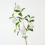 Mandevilla Spray (Set of 12)