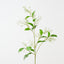 Night Jasmine Spray (Set of 12)