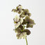 Vanda Orchid (Set of 12)