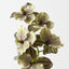 Vanda Orchid (Set of 12)