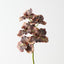Vanda Orchid (Set of 12)