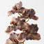 Vanda Orchid (Set of 12)