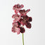 Vanda Orchid (Set of 12)