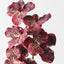 Vanda Orchid (Set of 12)