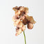 Vanda Orchid (Set of 12)