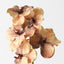 Vanda Orchid (Set of 12)