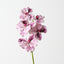 Vanda Orchid (Set of 12)