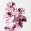 Vanda Orchid (Set of 12)