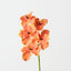 Vanda Orchid (Set of 12 )