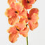 Vanda Orchid (Set of 12 )