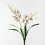 Lady Slipper Orchid Bush (Set of 6)