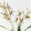 Lady Slipper Orchid Bush (Set of 6)
