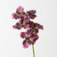 Vanda Orchid (Set of 12)