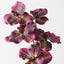 Vanda Orchid (Set of 12)