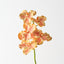 Vanda Orchid (Set of 12)