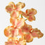 Vanda Orchid (Set of 12)
