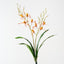 Lady Slipper Orchid Bush (Set of 6)