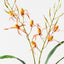 Lady Slipper Orchid Bush (Set of 6)