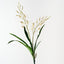 Lady Slipper Orchid Bush (Set of 6)