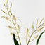 Lady Slipper Orchid Bush (Set of 6)