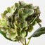 Hydrangea (Set of 12)