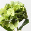 Hydrangea (Set of 12)