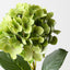 Hydrangea (Set of 12)