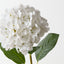 Hydrangea (Set of 12)