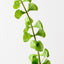 Bell of Ireland (Set of 12)