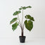 Taro Plant (Set of 2)