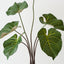 Taro Plant (Set of 2)