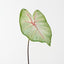 Caladium Leaf (Set of 12)