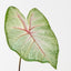 Caladium Leaf (Set of 12)
