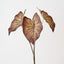 Caladium Leaf Bush (Set of 6 )