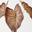 Caladium Leaf Bush (Set of 6 )