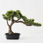 Japanese Pine Bonsai