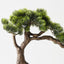 Japanese Pine Bonsai