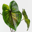 Caladium Leaf Bush (Set of 6)