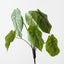 Caladium Leaf Bush (Set of 6)