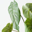 Caladium Leaf Bush (Set of 6)