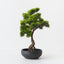 Japanese Pine Bonsai