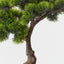Japanese Pine Bonsai