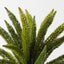 Foxtail Pine Bush (Set of 12)